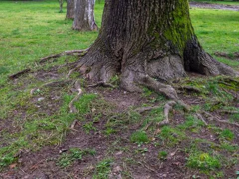 Thick trunk of a large tree. Bark in moss. A big tree. Foto stock