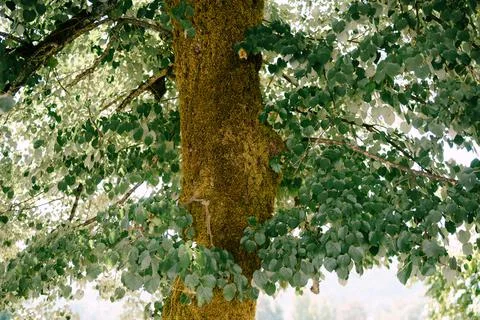 The thick trunk of a large tree with fluffy branches and leaves. Stockfoto's