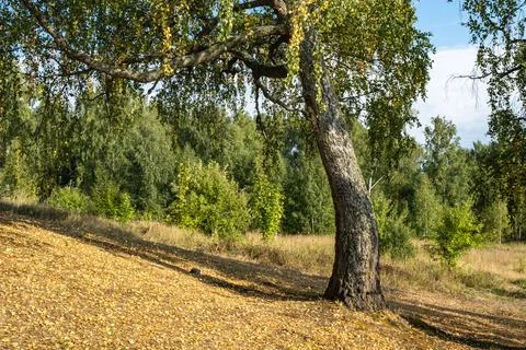 A thick trunk of an old birch with large branches with yellow and green leave Stock Photos