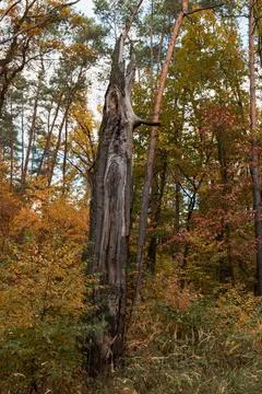 A thick trunk of an old tree broken by a storm. Foto stock