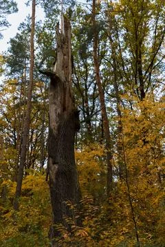 A thick trunk of an old tree broken by a storm. Foto stock