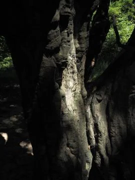 Thick trunk of an old tree in shadow Foto stock