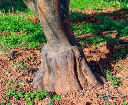 Thick trunk of a twisted citrus tree growing in red soil in an orchard unde.. Stock Photos