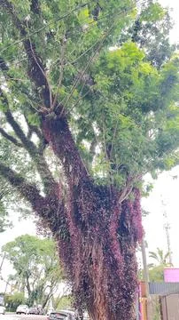 Thick-trunked tree with hanging branches 스톡 사진