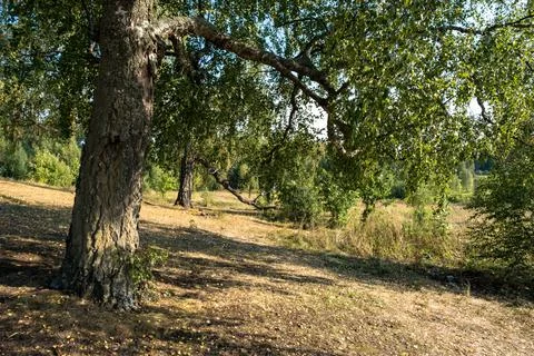 Thick trunks of old birch trees on a gentle slope strewn with yellow leaves. Stock Photos