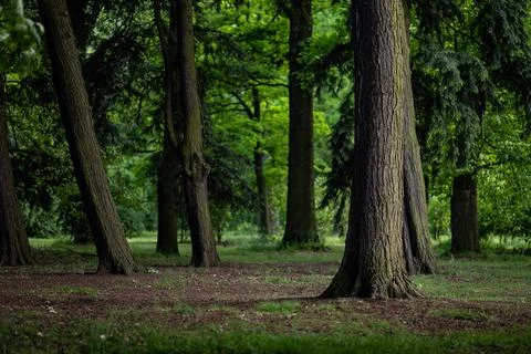 Thick trunks of old trees in a shaded green park with low vegetation Foto stock