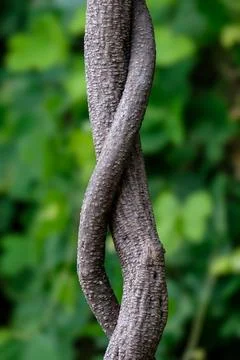 Thick twining vines Stock Photos