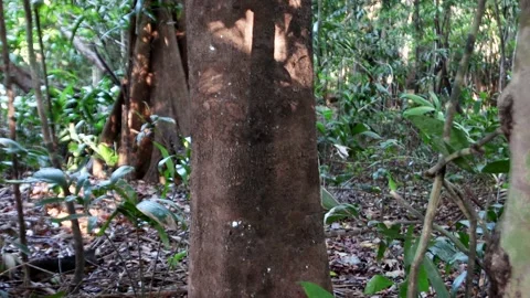 Thick vegetation in Amazon Rain Forest Stock Footage 223000434