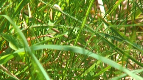 Thick vegetation Vídeos de archivo 121167