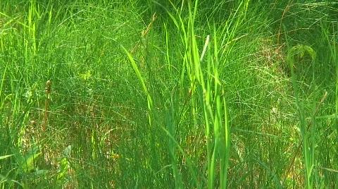 Thick vegetation 스톡 동영상 121196