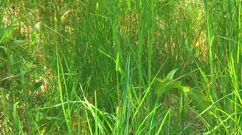 Thick vegetation Stockbeeldmateriaal 121204