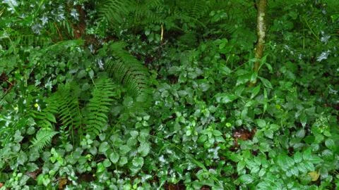 Thick vegetation in the forest Stock Photos