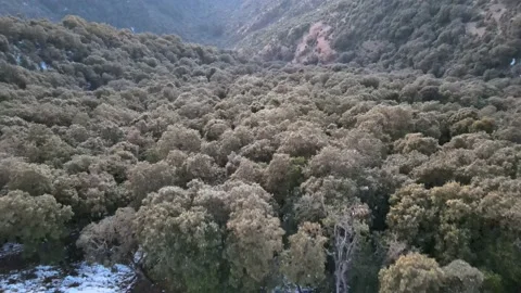 Thick vegetation on mountain slop.trees in valley. 2 aerial drone shots Stock Footage 157971373