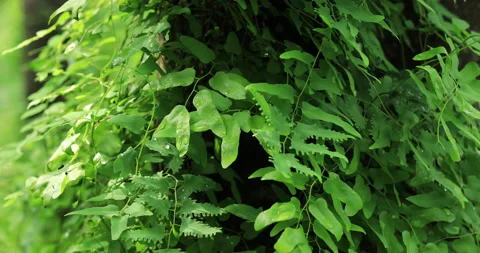 Thick, vine-covered tree trunk in tropical forest Stock Footage 139320331