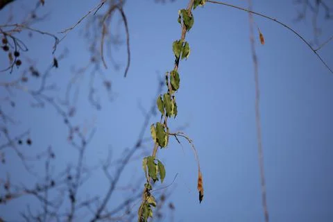 Thick Vine Stock Photos
