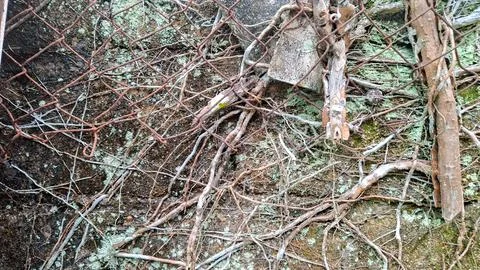 Thick Vine Roots and Rusty Iron Wire Fence on Old Wall Stock Photos