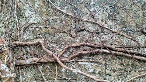 Thick Vine Roots Crawling Behind Rusty Wire Net Fence on Wall Stock Photos