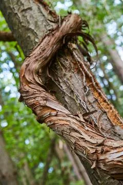 Thick vine wrapping around a tree in a forest 写真素材