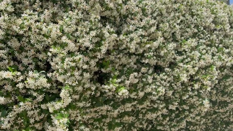 Thick wall of white star jasmine Confederate jasmine blossom in lush summer Video stock 345654276