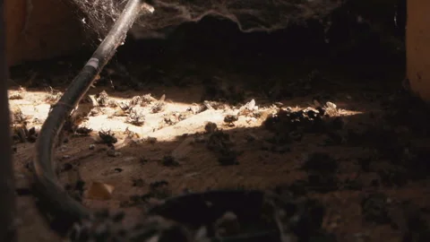 Thick web and many dead flies on the dusty wooden attic floor Stock Footage 134685119