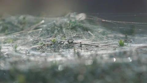 A thick web on a green bush Stock Footage 146102880