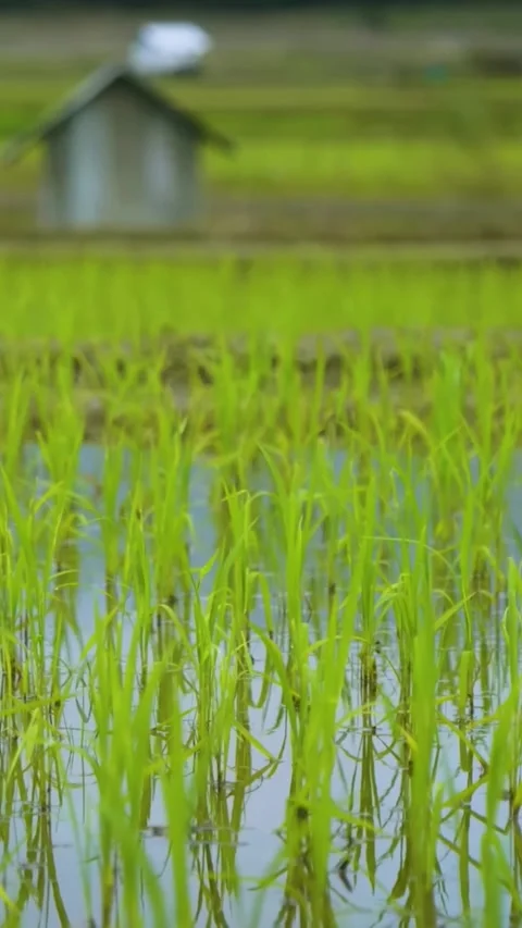 Thick wheat in field close up. Green cereal field for making bread (Vertical). Stock Footage 292916746