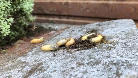 Thick white beetle larvae grubs on a concrete surface macro video 库存影片 344245838