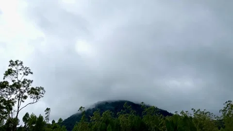 Thick White Clouds and Fog Moving Over Lush Green Forest Trees on a Gloomy Day Stock Footage 340990063