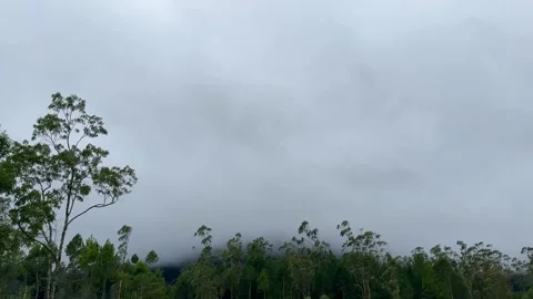 Thick White Clouds and Fog Moving Over Lush Green Forest Trees on a Gloomy Day Stock Footage 341035776