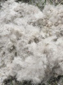Thick white poplar fluff texture on the ground. Stock-Fotos
