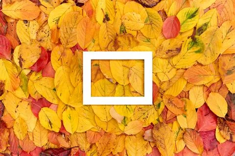 Thick white rectangular horizontal hollow frame on yellow autumn leaves Foto stock