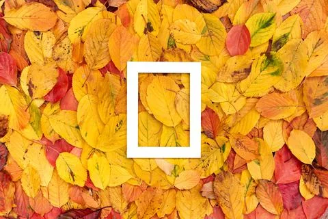 Thick white rectangular vertical hollow frame on yellow leaves Stock Photos