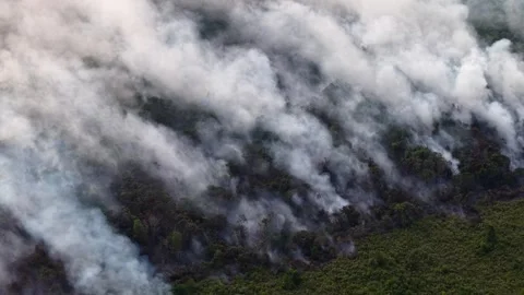 Thick white smoke rises over burning forest Vidéo 337540487