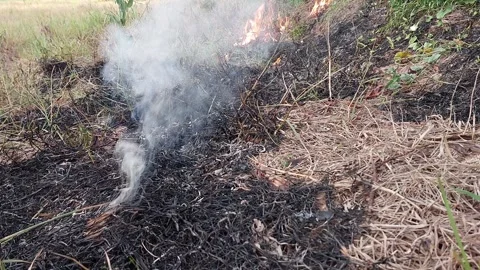Thick white smoke rising from burning agricultural waste in a field Video stock 335708751