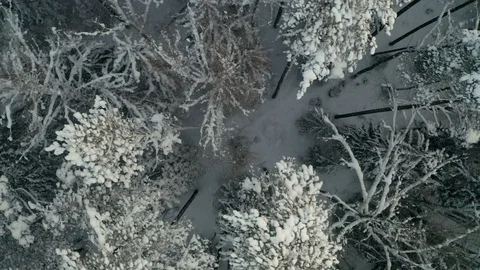 The thick white snow on the ground in the forest 스톡 동영상 103925089