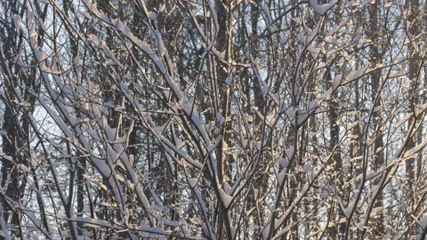Thick white snow on the tree twigs Stock Footage 151378214
