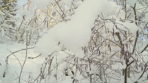 The thick white snow on the twigs of the tree Stock Footage 104002496