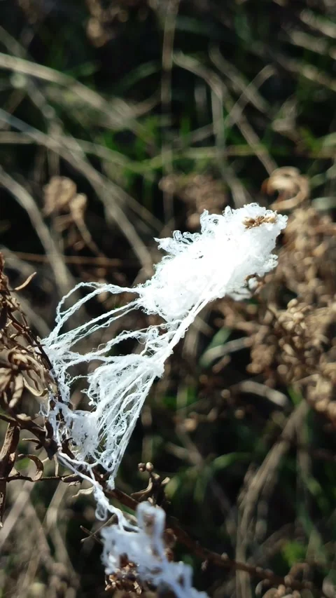Thick white spider web of Thomisidae on the grass in the field in the rays of Video stock 317669470