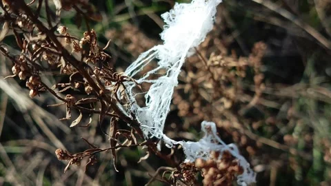 Thick white spider web of Thomisidae on the grass in the field in the rays of Stock Footage 317669586
