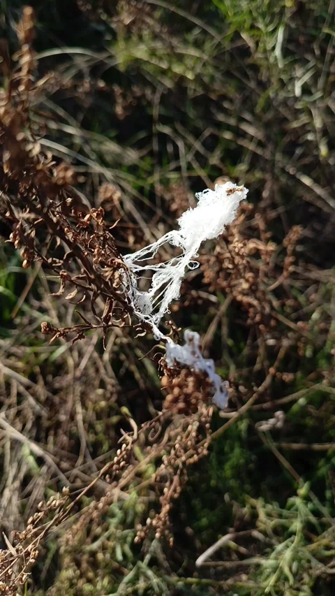Thick white spider web of Thomisidae on the grass in the field in the rays of Stock Footage 317669591
