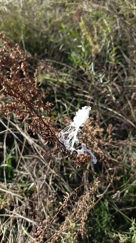 Thick white spider web of Thomisidae on the grass in the field in the rays of Stock Footage 317669656