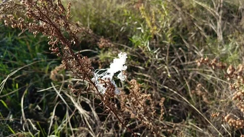 Thick white spider web of Thomisidae on the grass in the field in the rays of Stock Footage 317669667