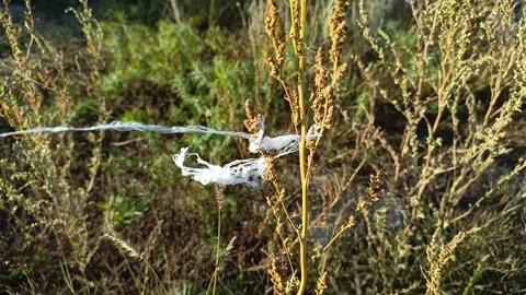 Thick white spider web of Thomisidae on the grass in the field in the rays of Stock Footage 317669710