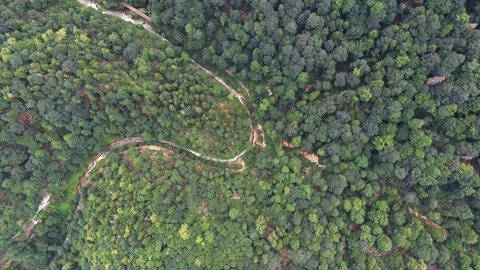 Thick wild forest - aerial view Stock Footage 116241745