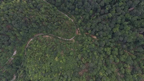 Thick wild forest - aerial view Stock-Footage 116261089