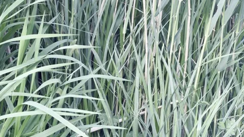 Thick wild grass growing tall outdoors detail 库存影片 335541315