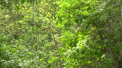 Thick &amp; windy shiny green forest, 4K, DNxHR Stock-Footage 152975727