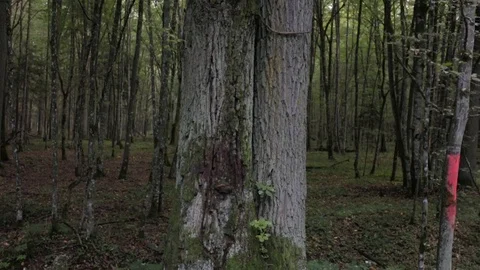 Thick Wood and Forest Stock Footage 86166119