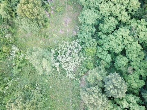 Thick woods Foto stock