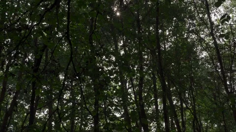 Thick young forest scene with bright sunshine top centre under the canopy Stock Footage 258447808
